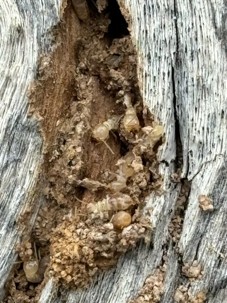 Live Termites detected 