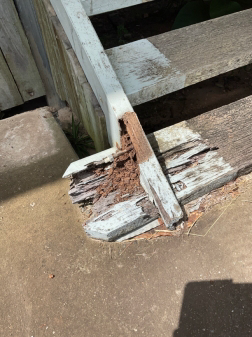 Termite workings to stairs